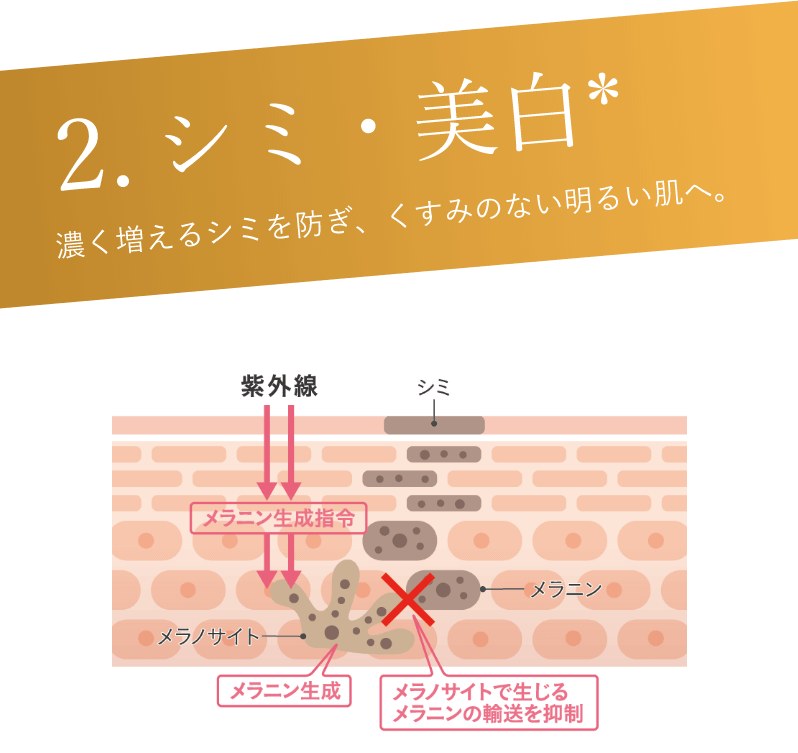 2.シミ・美白 濃く増えるシミを防ぎ、くすみのない明るい肌へ。　メラノサイトで生じるメラニンの輸送を抑制